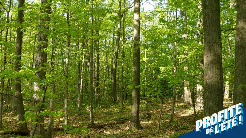 Randonnée-découverte dans la forêt Deschênes et ses alentours