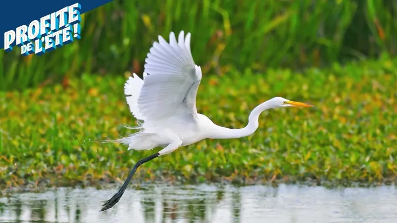 Les mercredis de la Grande Aigrette
